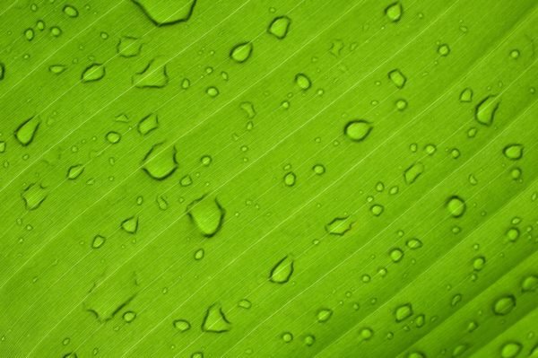 cover image to show eco friendliness of azek and timbertech composite decking materials - image of water droplets on a green leaf