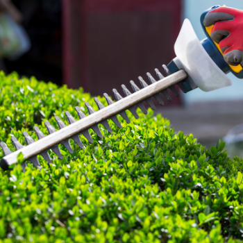 Trimming hedges near your deck